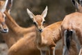 Chinkara or Indian Gazelle Gazella bennettii fawn Closeup Shot Royalty Free Stock Photo
