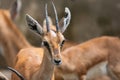 Chinkara or Indian Gazelle Gazella bennettii Closeup Shot Royalty Free Stock Photo