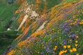 Chino Hills Wildflower