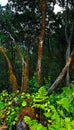 Chinobre forest