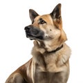 Chinook breed dog isolated on a clean white background