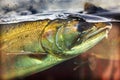 Chinook Coho Salmon Close Up Issaquah Hatchery Washington State Royalty Free Stock Photo