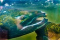 Chinook Coho Salmon Close Up Issaquah Hatchery Washington State