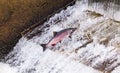 Chinook Coho Salmon Jumping Issaquah Hatchery Washington State Royalty Free Stock Photo