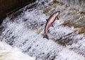 Chinook Coho Salmon Jumping Issaquah Hatchery Washington State Royalty Free Stock Photo