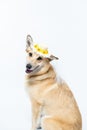 Chinook dog wearing a white bridal veil and flower headpiece on a white background