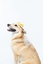 Chinook dog wearing a white bridal veil and flower headpiece on a white background