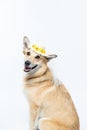 Chinook dog wearing a white bridal veil and flower headpiece on a white background