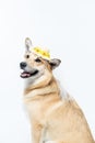 Chinook dog wearing a white bridal veil and flower headpiece on a white background