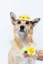 Chinook dog wearing a white bridal veil and flower headpiece on a white background