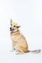 Chinook dog wearing a white bridal veil and flower headpiece on a white background