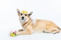 Chinook dog wearing a white bridal veil and flower headpiece on a white background