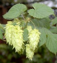 Chinook hop vine