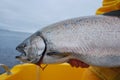 Chinook Salmon Royalty Free Stock Photo