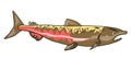 Chinook salmon Royalty Free Stock Photo