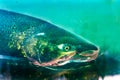 Chinook Salmon Close Up Issaquah Hatchery Washington State