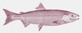 Chinook salmon oncorhynchus tshawytscha, marinea fish from the North Pacific Ocean Royalty Free Stock Photo