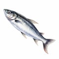 Hyper-realistic Watercolor Painting Of A Sardine On White Background