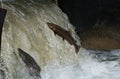 Chinook Salmon jumping at fish ladder Royalty Free Stock Photo