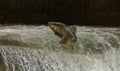 Chinook Salmon jumping at dam on the Bowmanville Creek Royalty Free Stock Photo