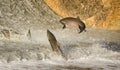 Chinook Salmon jumping at dam Royalty Free Stock Photo