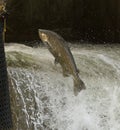 Chinook Salmon jumping at dam on the Bowmanville Creek in Bowmanville Ontario Royalty Free Stock Photo