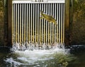 Chinook Salmon Jumping Entrance Issaquah Hatchery Washington Sta Royalty Free Stock Photo