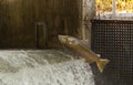 Chinook Salmon jumping at a Fish ladder on the Bowmanville Creek Ontario Royalty Free Stock Photo