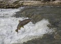 Chinook Salmon Jumping in river Royalty Free Stock Photo