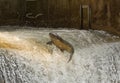 Chinook Salmon leaping from the water at a fish ladder on the Bowmanville Creek Royalty Free Stock Photo