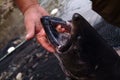 Chinook Salmon Mouth - Oncorhynchus tshawytscha Royalty Free Stock Photo