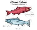 Chinook salmon ocean and spawning phase