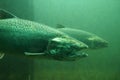 The Chinook salmon Oncorhynchus tshawytscha also called king salmon. Fish on their way to spawning, view from Ballard Locks in Royalty Free Stock Photo