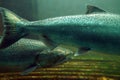 The Chinook salmon Oncorhynchus tshawytscha also called king salmon. Fish on their way to spawning, view from Ballard Locks in Royalty Free Stock Photo