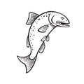 Chinook Salmon Oncorhynchus Tshawytscha King Salmon or Quinnat Salmon Jumping Up Cartoon Black and White Royalty Free Stock Photo