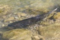 Chinook Salmon in River Spawning Royalty Free Stock Photo