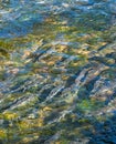 Spawning Chinook Salmon in low water levels, Ketchikan Creek, Alaska, USA. Royalty Free Stock Photo