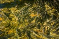 Spawning Chinook Salmon in low water levels, Ketchikan Creek, Alaska, USA. Royalty Free Stock Photo