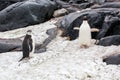 Chinstrap and Adelie penguins walking in snow on the background Royalty Free Stock Photo