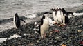 Chinstrap and Gentoo Penguins coming out of the ocean on Deception island in Antarctica. Royalty Free Stock Photo