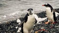 Chinstrap and Gentoo Penguins coming out of the ocean on Deception island in Antarctica. Royalty Free Stock Photo