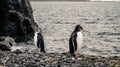 Chinstrap and Gentoo Penguins coming out of the ocean on Deception island in Antarctica. Royalty Free Stock Photo