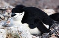 Chinstrap Penguin Royalty Free Stock Photo