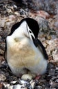 Chinstrap Penguin