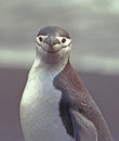 Chinstrap Penguin