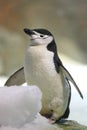 Chinstrap penguin Royalty Free Stock Photo