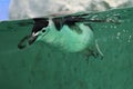 Chinstrap penguin