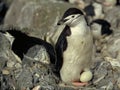 Chinstrap Penguin Royalty Free Stock Photo