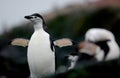 Chinstrap Penguin Royalty Free Stock Photo