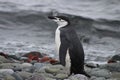 Profile of an chinstrap penguin in Antarctica Royalty Free Stock Photo